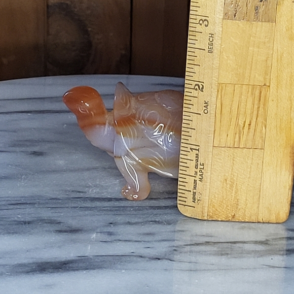 Xarnelian Land Tortoise - Picture 5 of 16